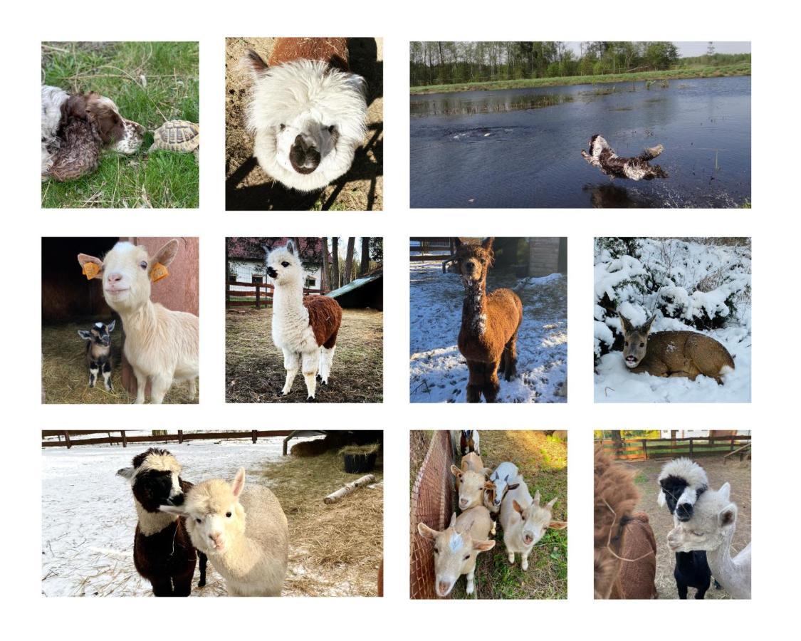 Gospodarstwo Agroturystyczne Zasadkowe Bory Rogowo  Extérieur photo
